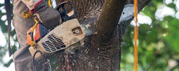 Best Emergency Tree Removal  in Mountain Road, VA