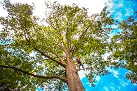 Best Lawn Pest Prevention  in Mountain Road, VA