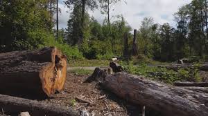 Best Tree Preservation Services  in Mountain Road, VA