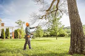 Best Palm Tree Trimming  in Mountain Road, VA