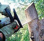 How Our Tree Care Process Works  in  Mountain Road, VA
