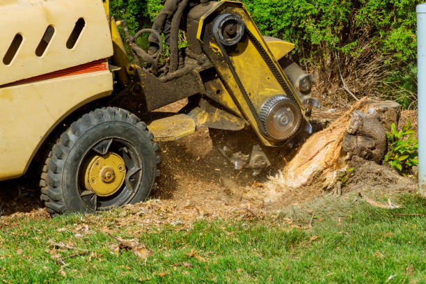 Best Tree Health Inspection  in Mountain Road, VA