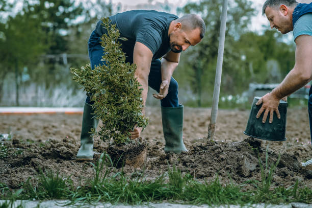 Best Lawn Grading and Leveling  in Mountain Road, VA