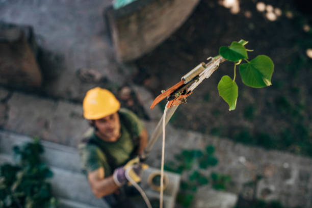Best Tree Maintenance Programs  in Mountain Road, VA