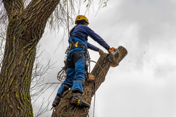 Best Commercial Tree Services  in Mountain Road, VA
