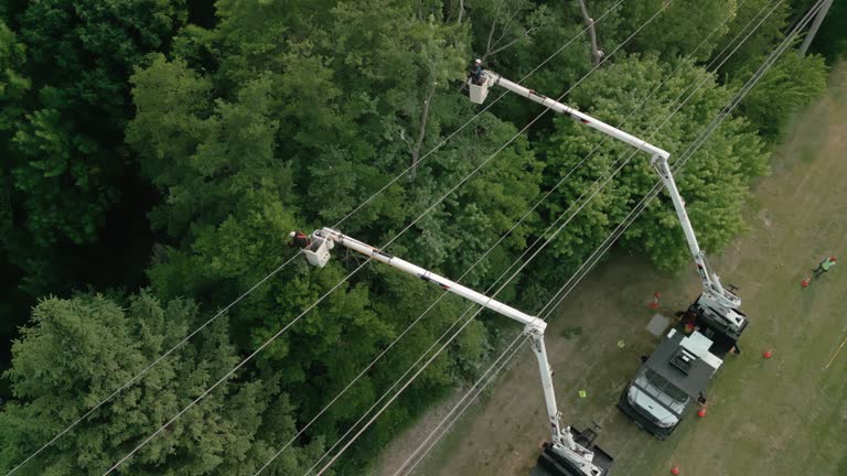 Best Tree Preservation Services  in Mountain Road, VA