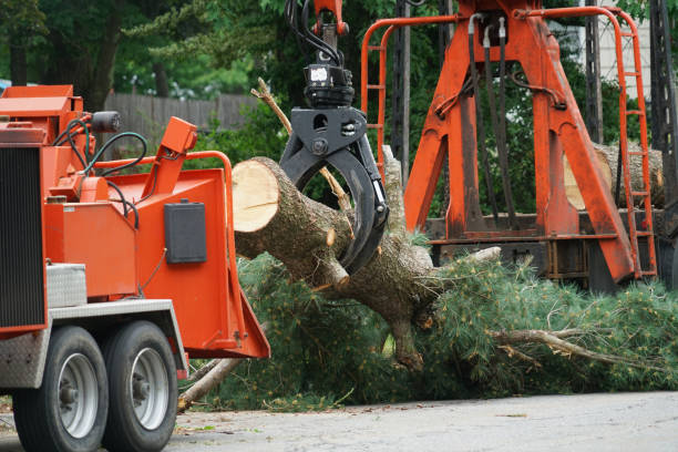 Mountain Road, VA Tree Services Company