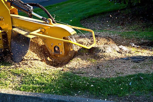 Best Utility Line Clearance  in Mountain Road, VA