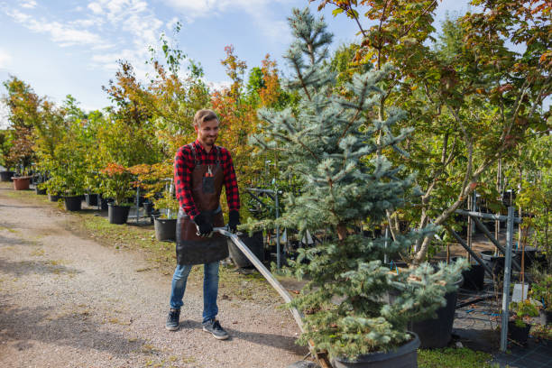 Best Lawn Maintenance Plans  in Mountain Road, VA