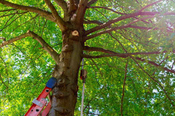 Best Tree Trimming and Pruning  in Mountain Road, VA